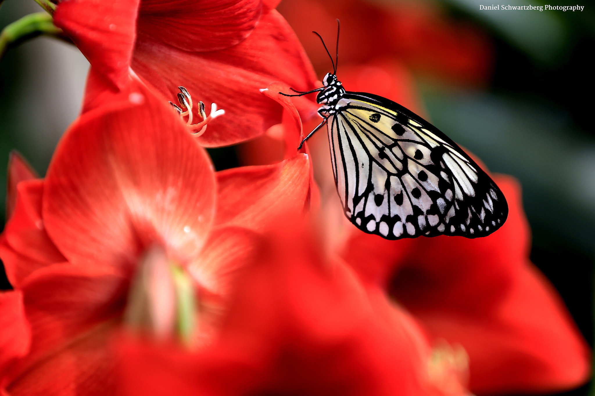 Canon EF 70-200mm F2.8L IS II USM sample photo