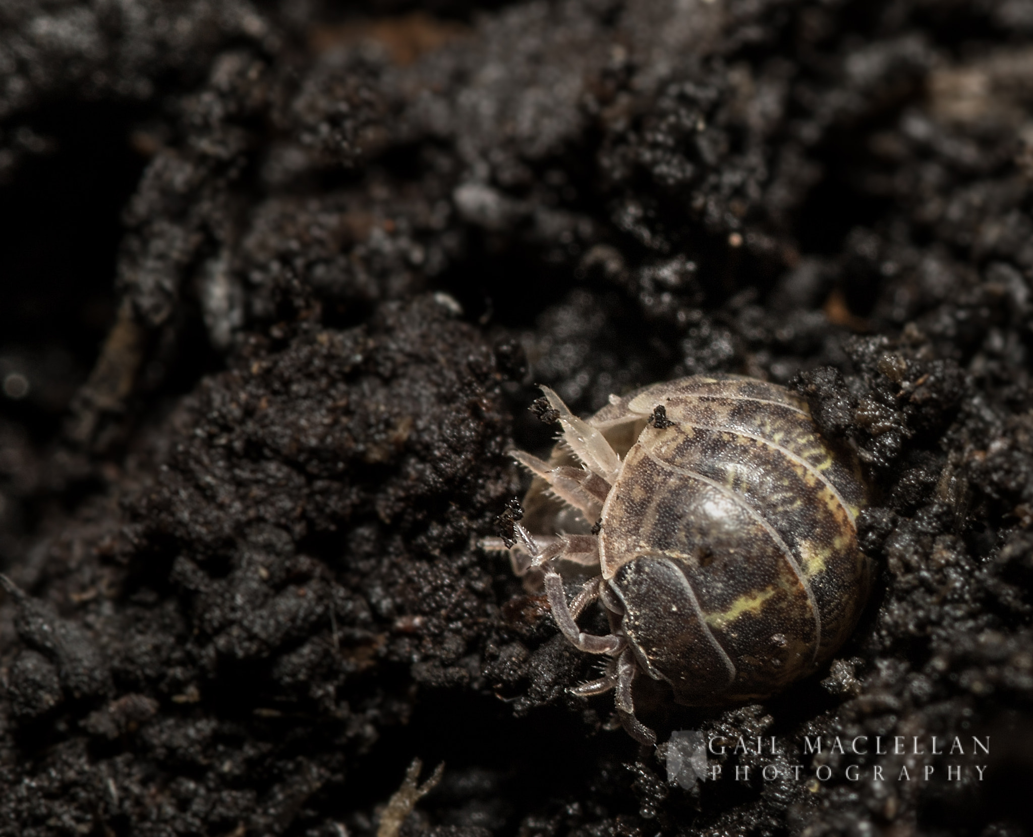 Sigma 105mm F2.8 EX DG Macro sample photo