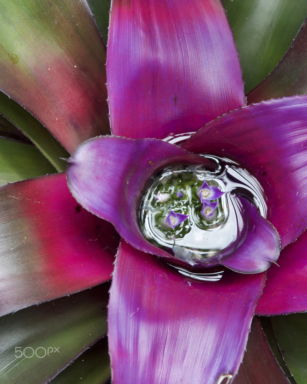 Canon EF 28-105mm f/3.5-4.5 USM sample photo. Pink and green photography