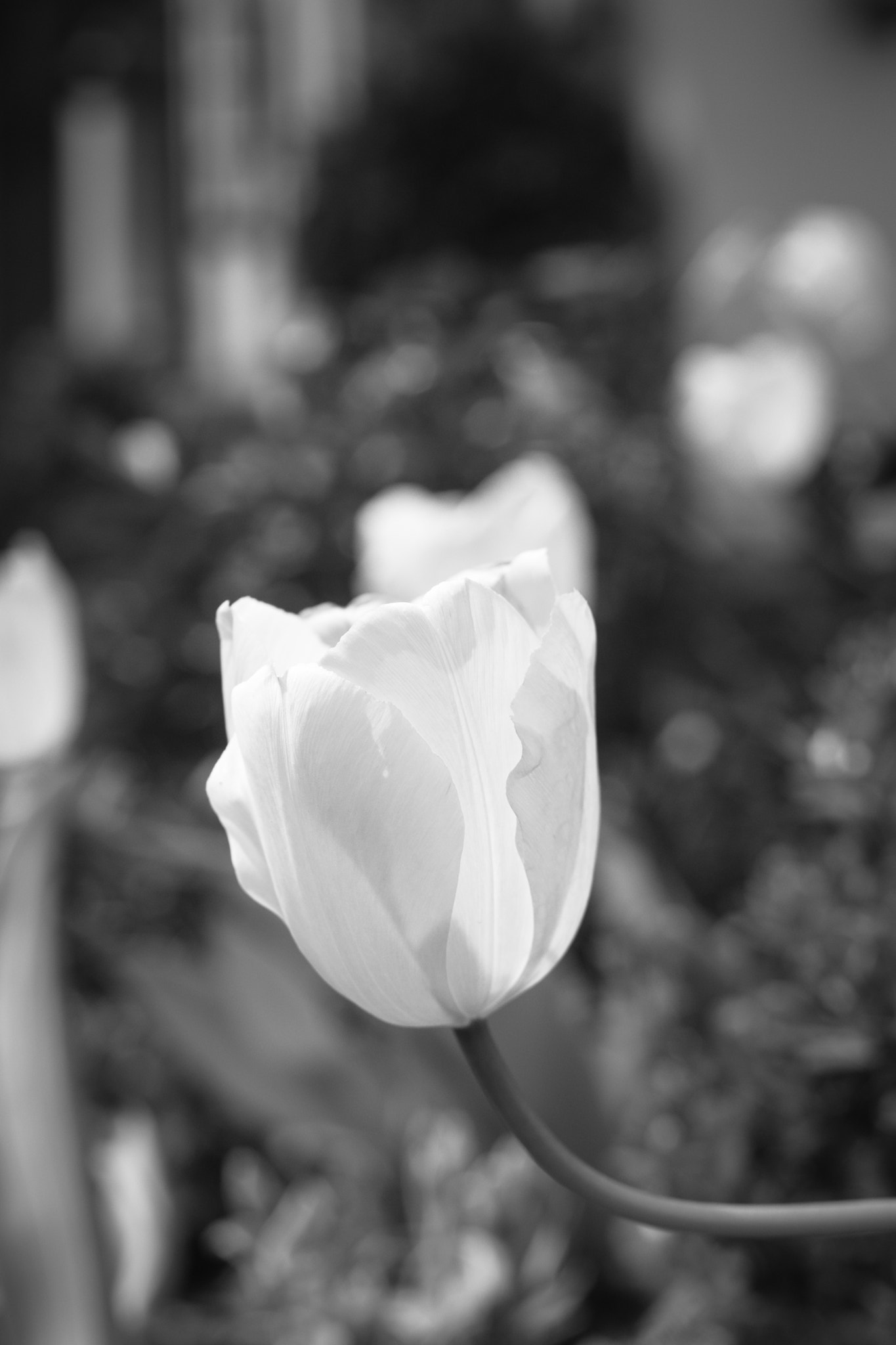 Sony a7 + Sony 50mm F1.4 sample photo. Tulips in b&w photography