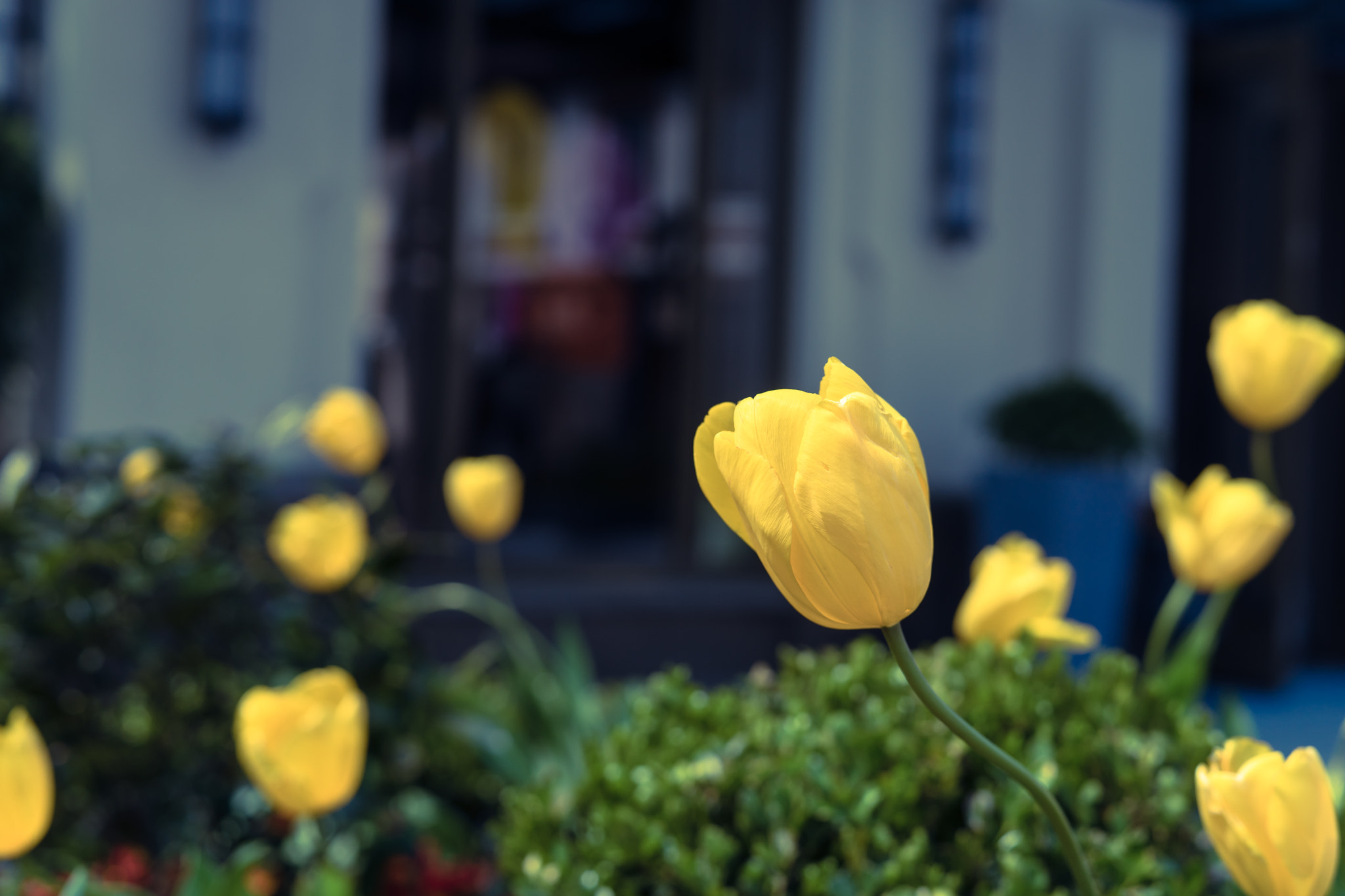 Sony a7 + Sony 50mm F1.4 sample photo. Tulips in suzhou villace photography
