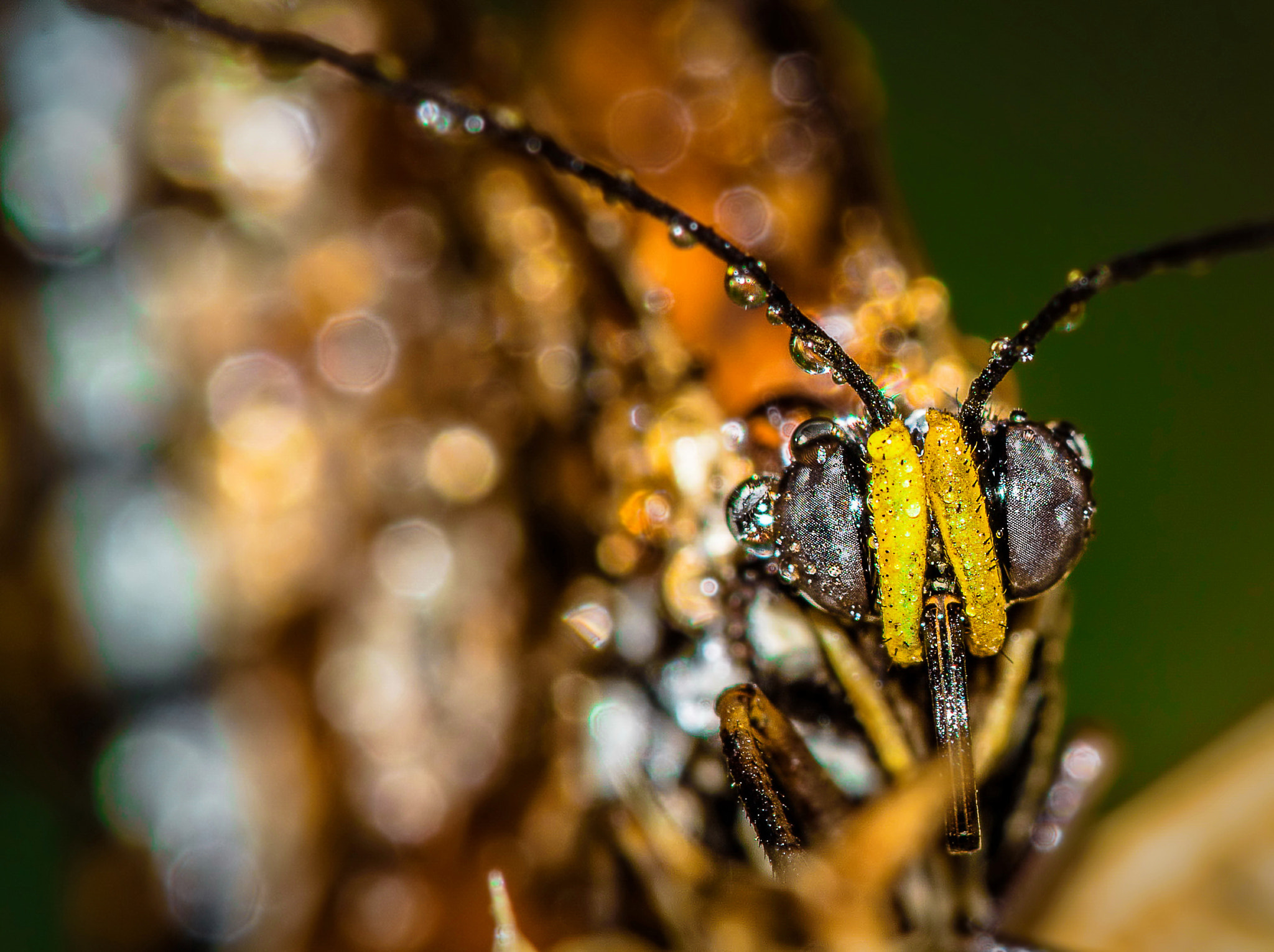 Sigma 150mm F2.8 EX DG Macro HSM sample photo. Acraea terpsicore photography