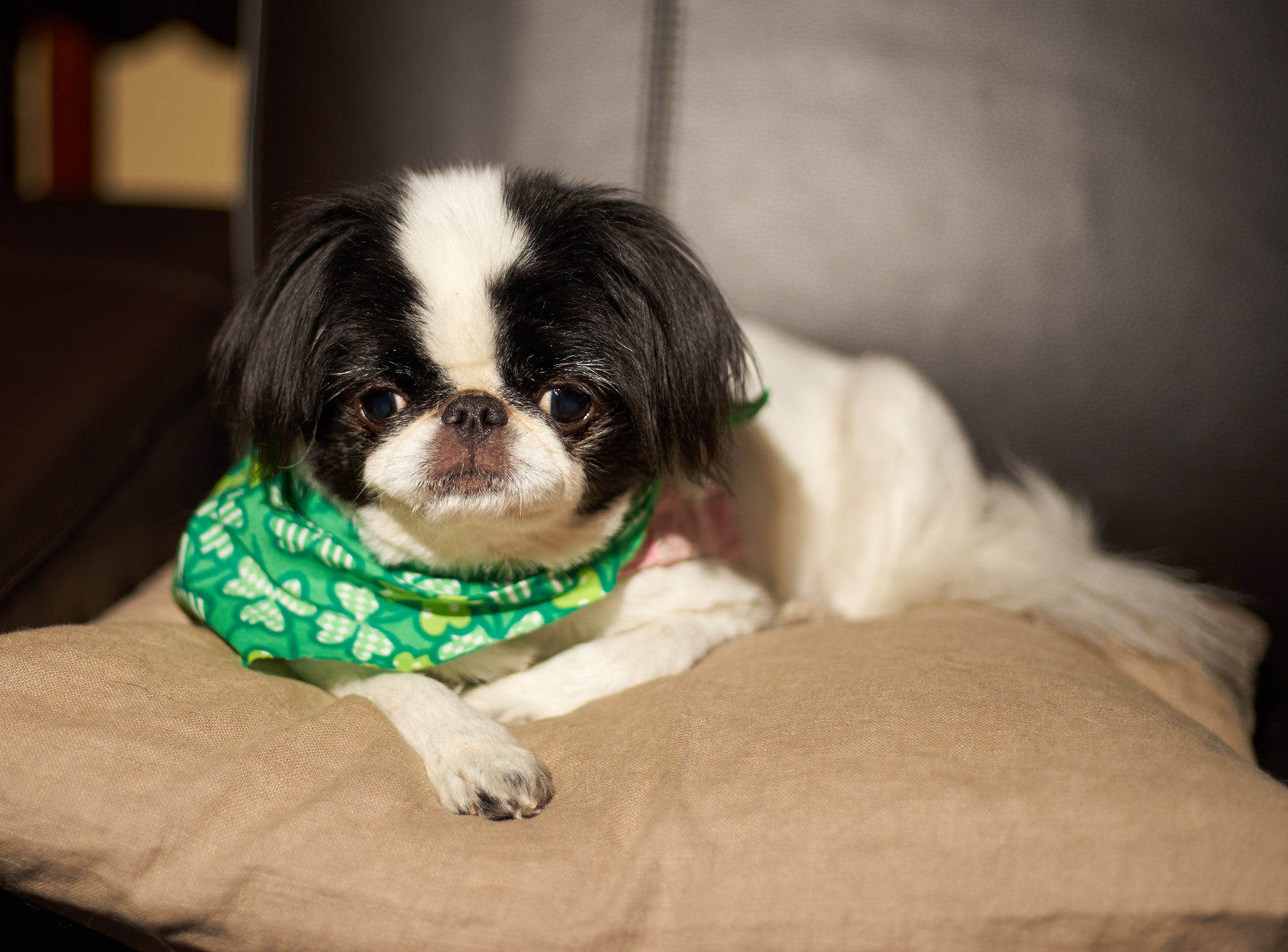 50mm F1.8 OSS sample photo. Suki resting photography