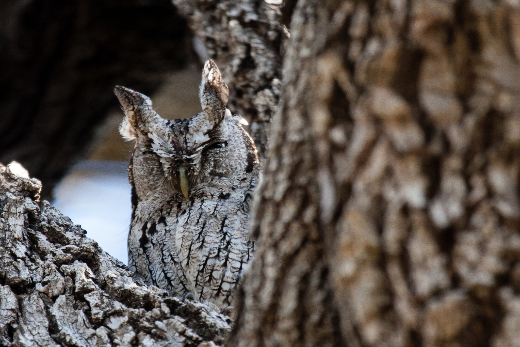 Canon EF 100-400mm F4.5-5.6L IS USM sample photo. Tweepy little screech photography