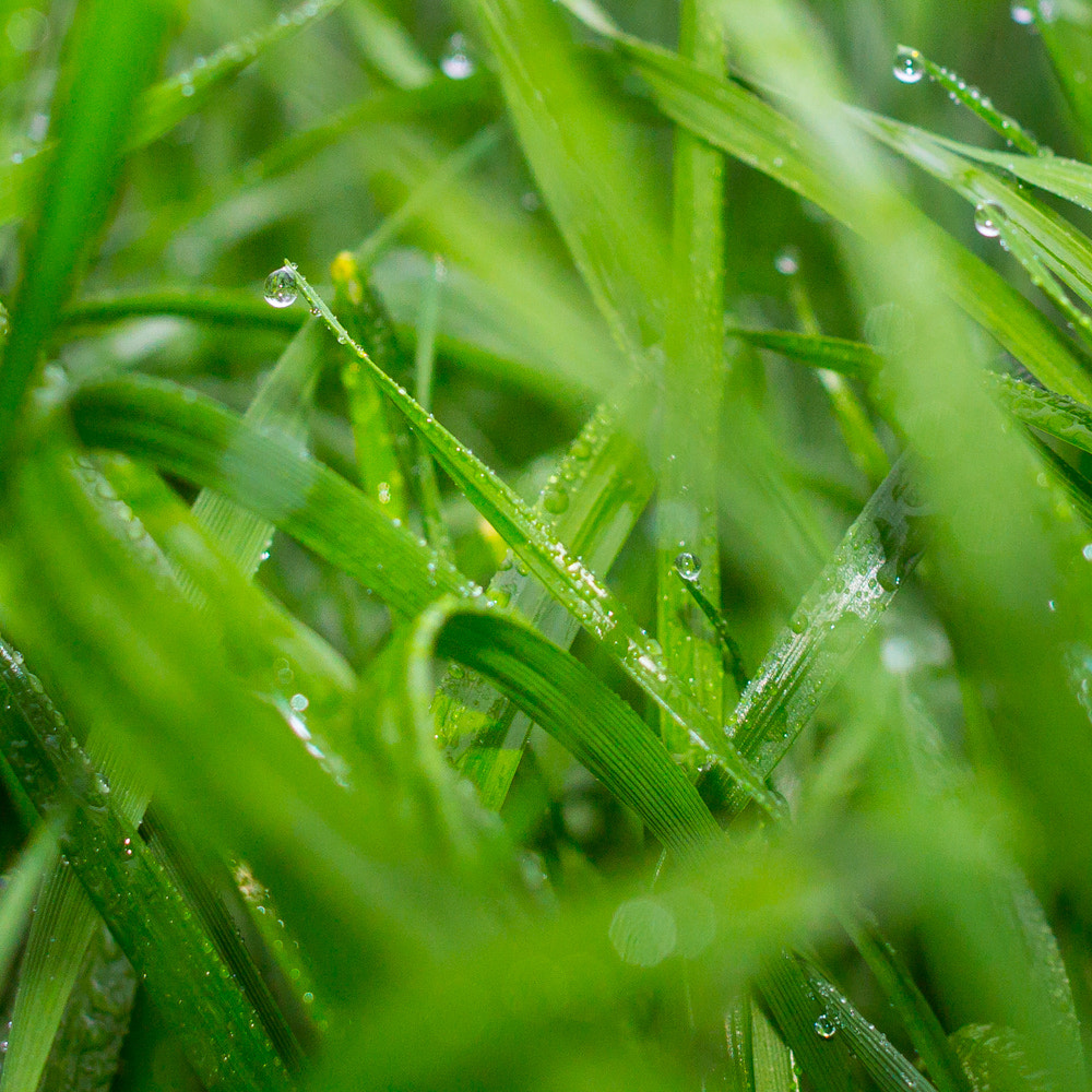 Canon EF 28mm F1.8 USM sample photo. What a joy are the shoots of spring photography