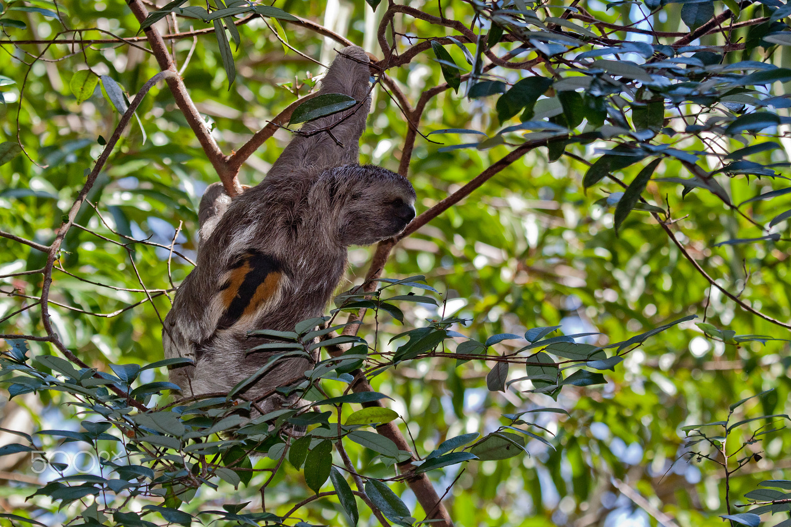 Canon EF 100-400mm F4.5-5.6L IS USM sample photo. Three-toed sloth in the brazilian rainforest photography