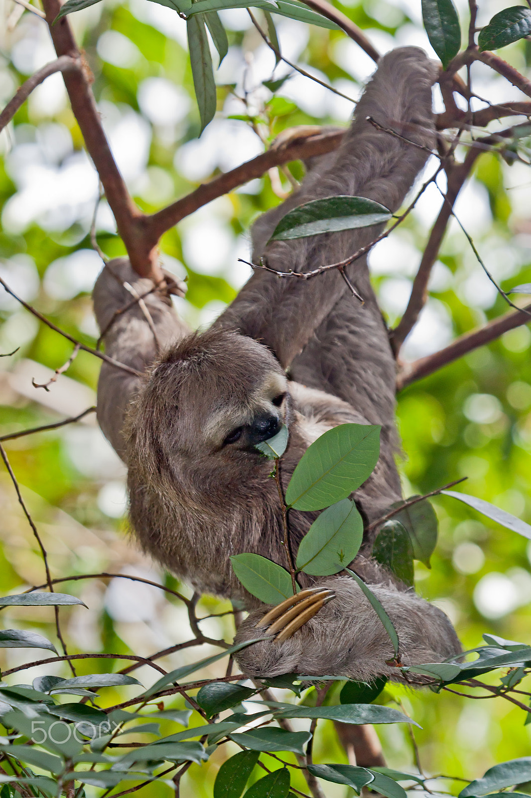 Canon EF 100-400mm F4.5-5.6L IS USM sample photo. Three-toed sloth in the brazilian rainforest photography