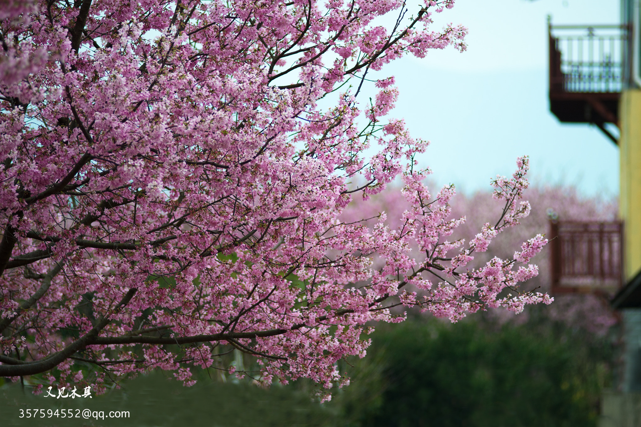 Nikon D700 + Nikon AF Nikkor 180mm F2.8D ED-IF sample photo. 阳春三月 photography