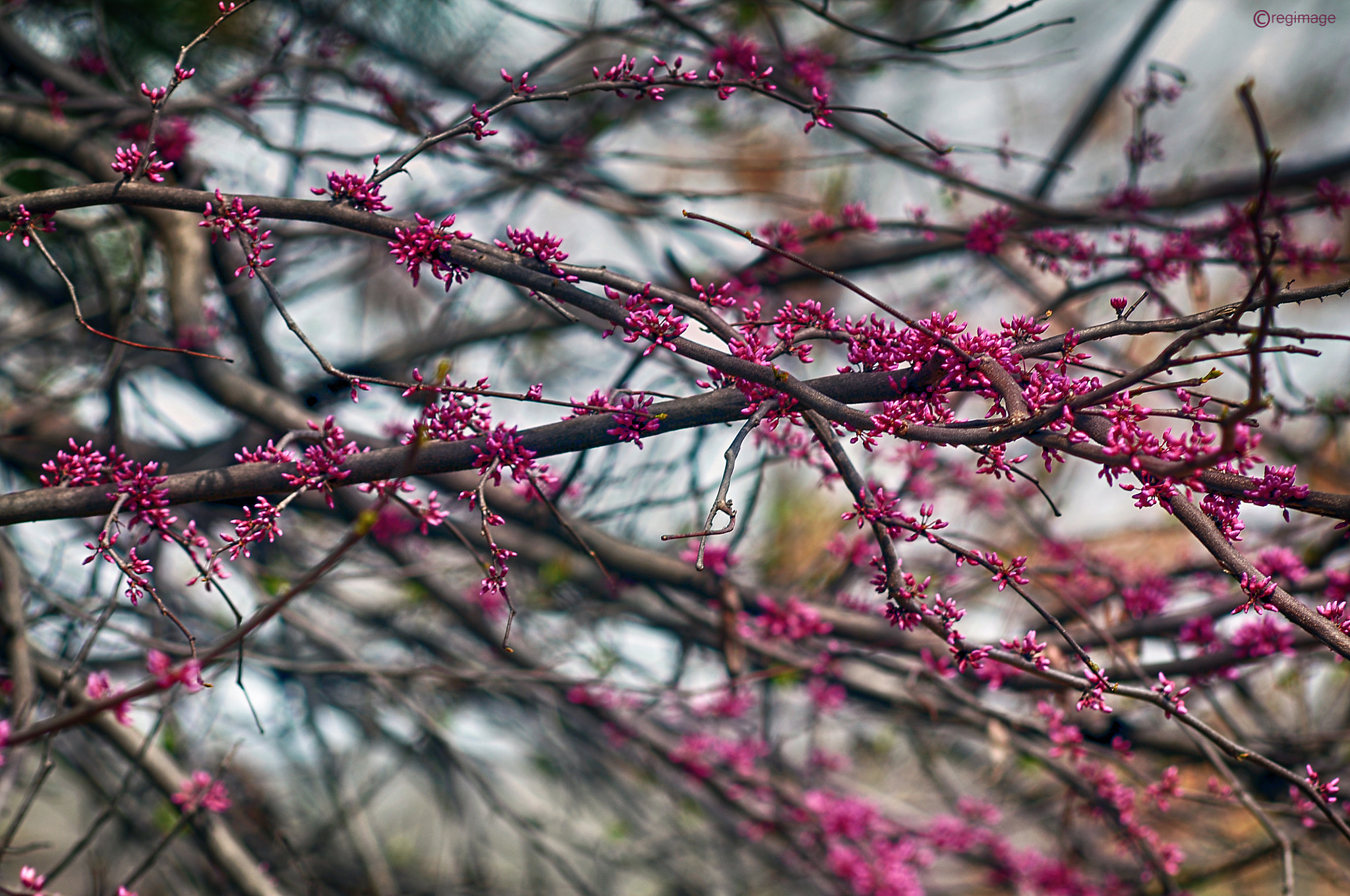 Nikon D90 + AF Nikkor 70-210mm f/4-5.6D sample photo. Spring buds photography