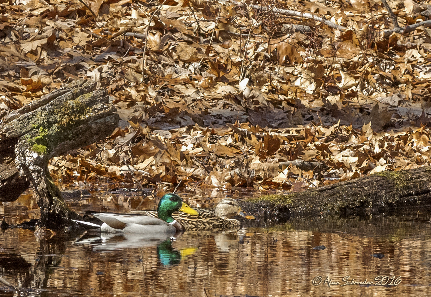 Nikon D2X + Nikon AF-S Nikkor 70-200mm F2.8G ED VR sample photo. A pair of mallard ducks resting peacefully in a quiet woodland pond. photography