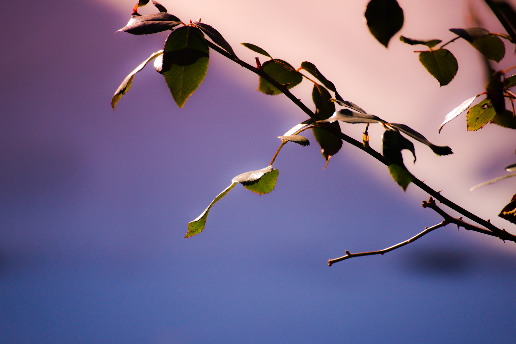 Nikon D600 + Sigma 70-300mm F4-5.6 DG OS sample photo. Leaves and bokeh photography