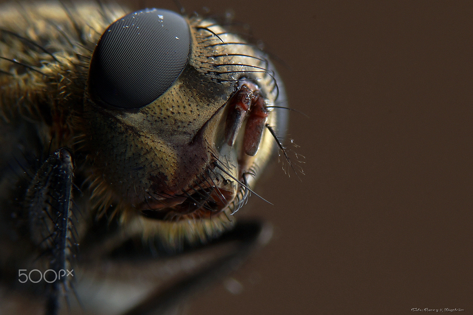 Sony a99 II + 90mm F2.8 Macro SSM sample photo. Fly little fly photography
