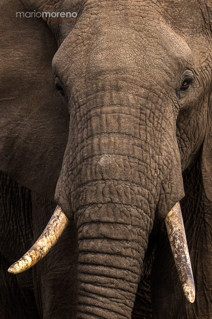 Canon EF 200-400mm F4L IS USM Extender 1.4x sample photo. Elephant portrait photography
