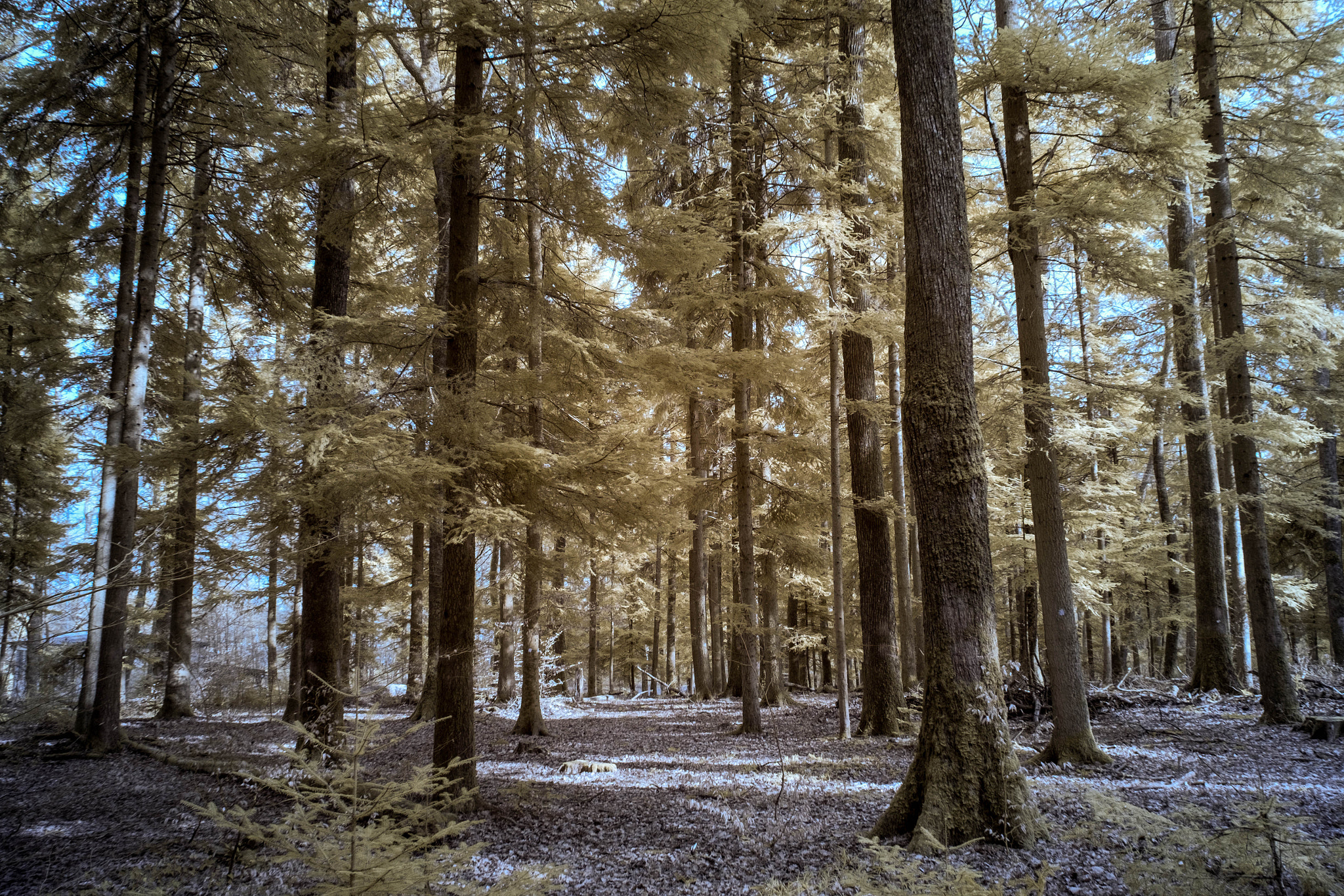 Fujifilm X-E1 + Fujifilm XF 18-135mm F3.5-5.6 R LM OIS WR sample photo. ...ir oest... photography