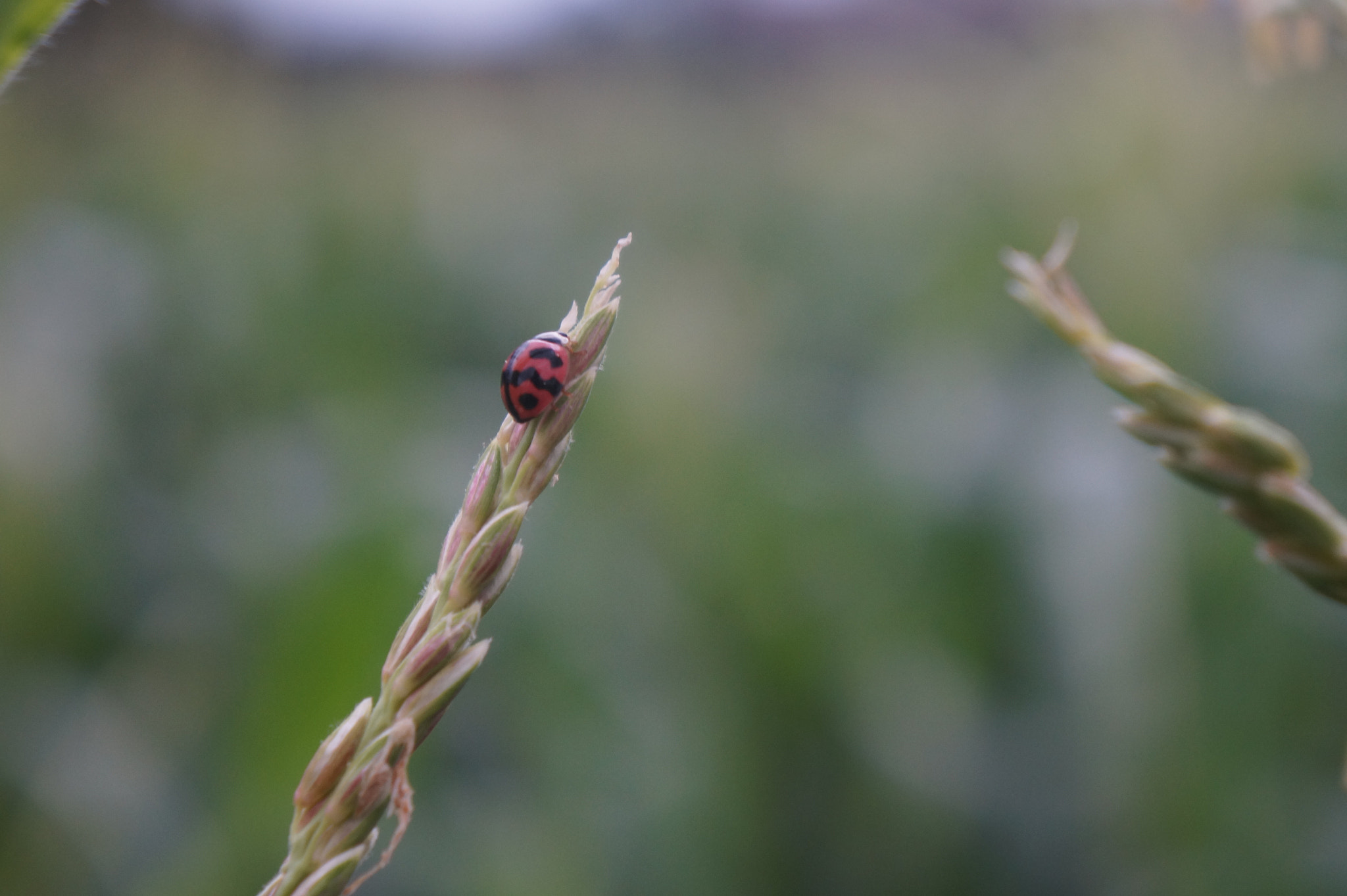 Sony FE 28-70mm F3.5-5.6 OSS sample photo. A ladybug on the cornflower photography
