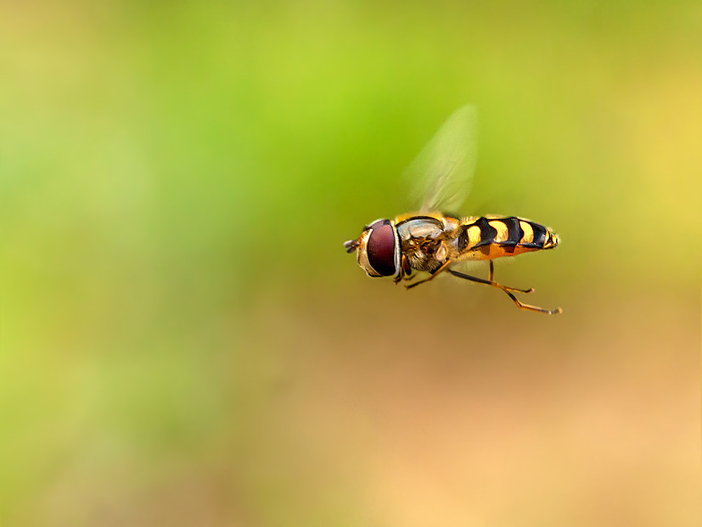 Canon EOS 40D + Canon EF 100mm F2.8L Macro IS USM sample photo. Freeze ! photography