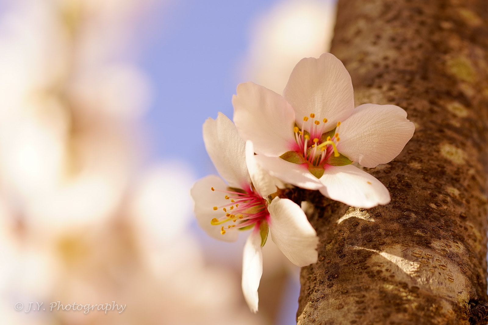 100mm F2.8 OSS sample photo. Almond flower photography