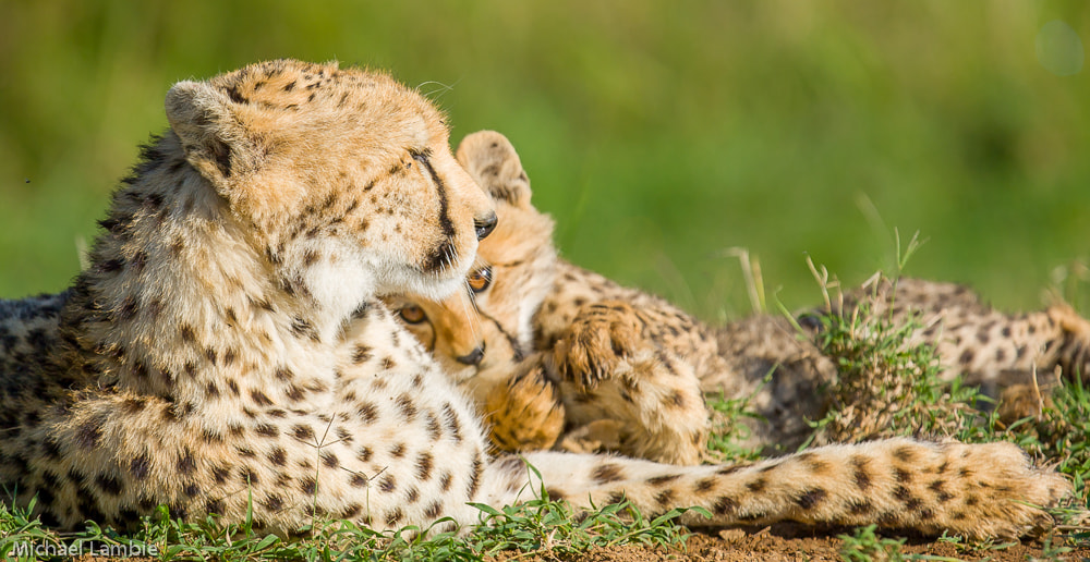Canon EOS-1D Mark III + Canon EF 400mm F2.8L IS USM sample photo. Cheetah and cub photography