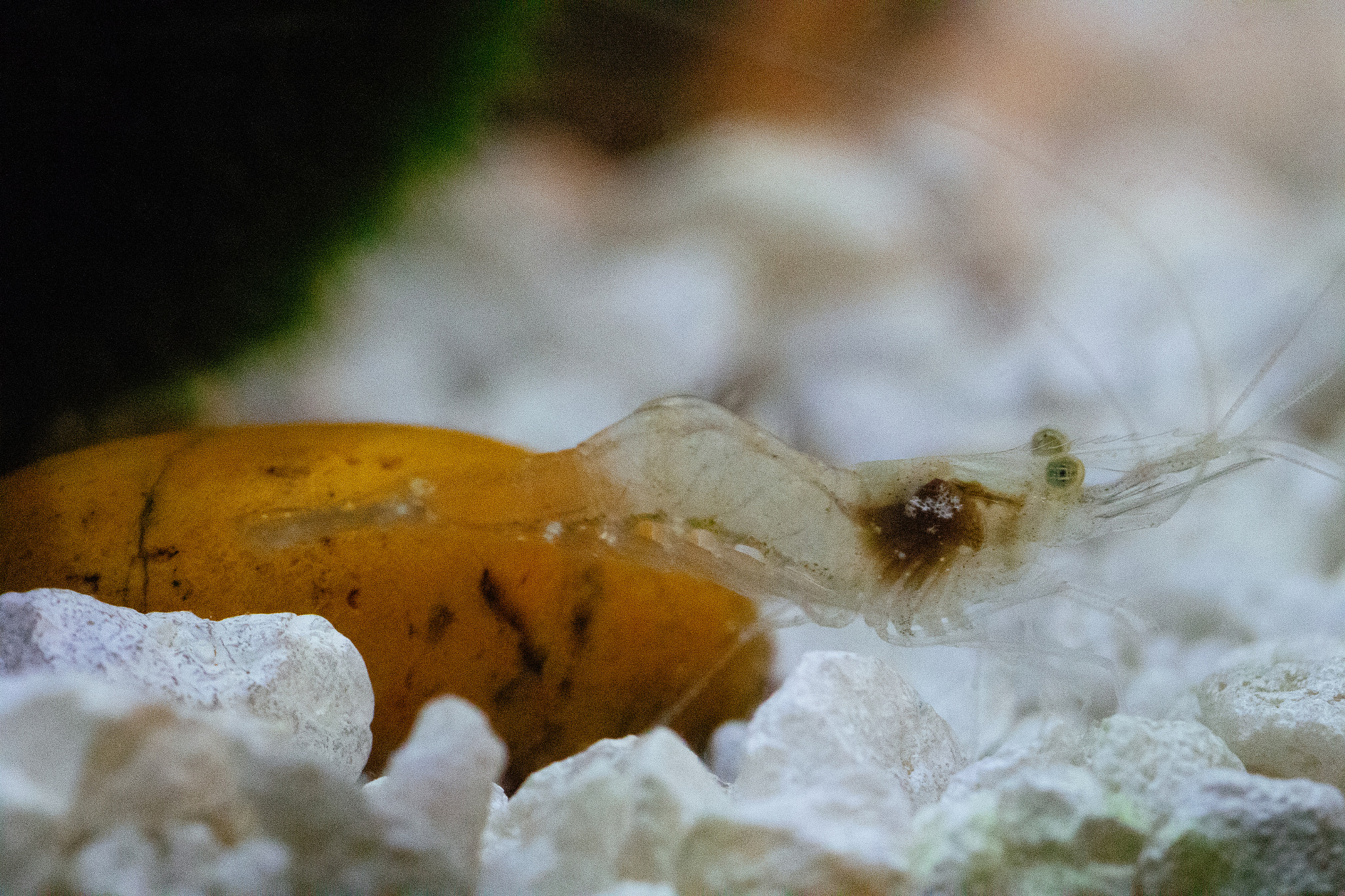 Canon EOS M2 + Canon EF 100mm F2.8 Macro USM sample photo. Ghost shrimp photography