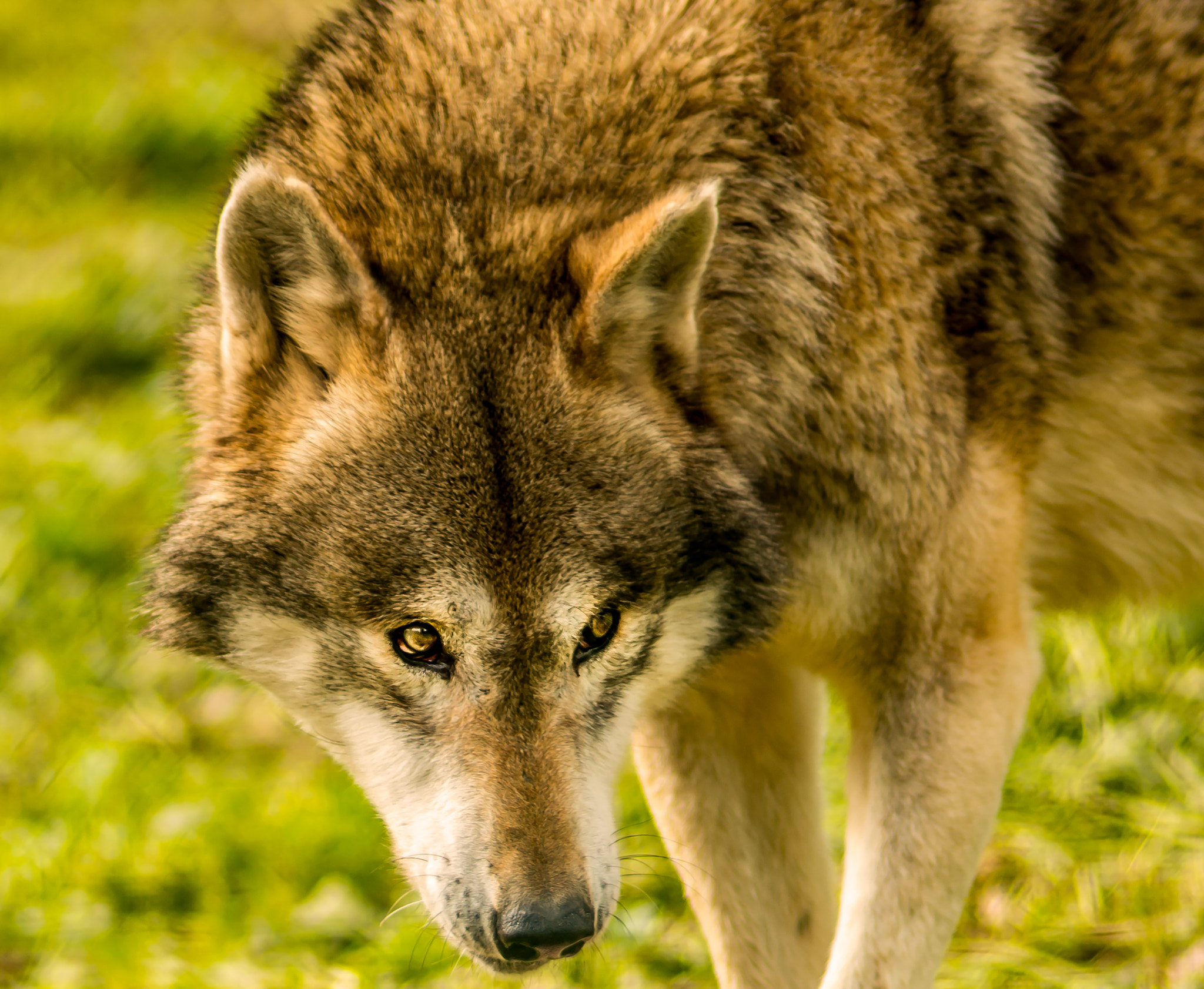 Nikon D800 + AF Nikkor 180mm f/2.8 IF-ED sample photo. Wolf stare photography