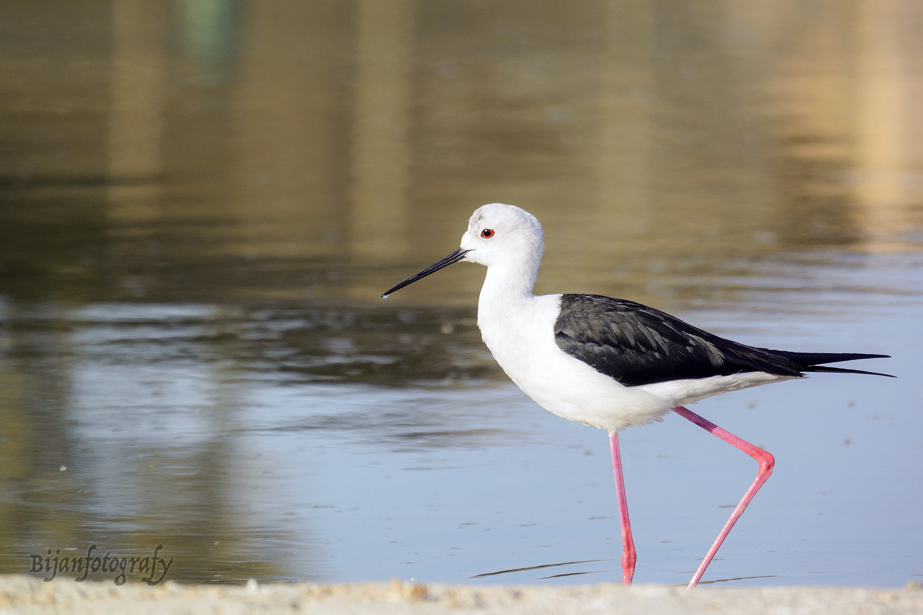 Nikon 1 Nikkor VR 70-300mm F4.5-5.6 sample photo. Stilt ... photography
