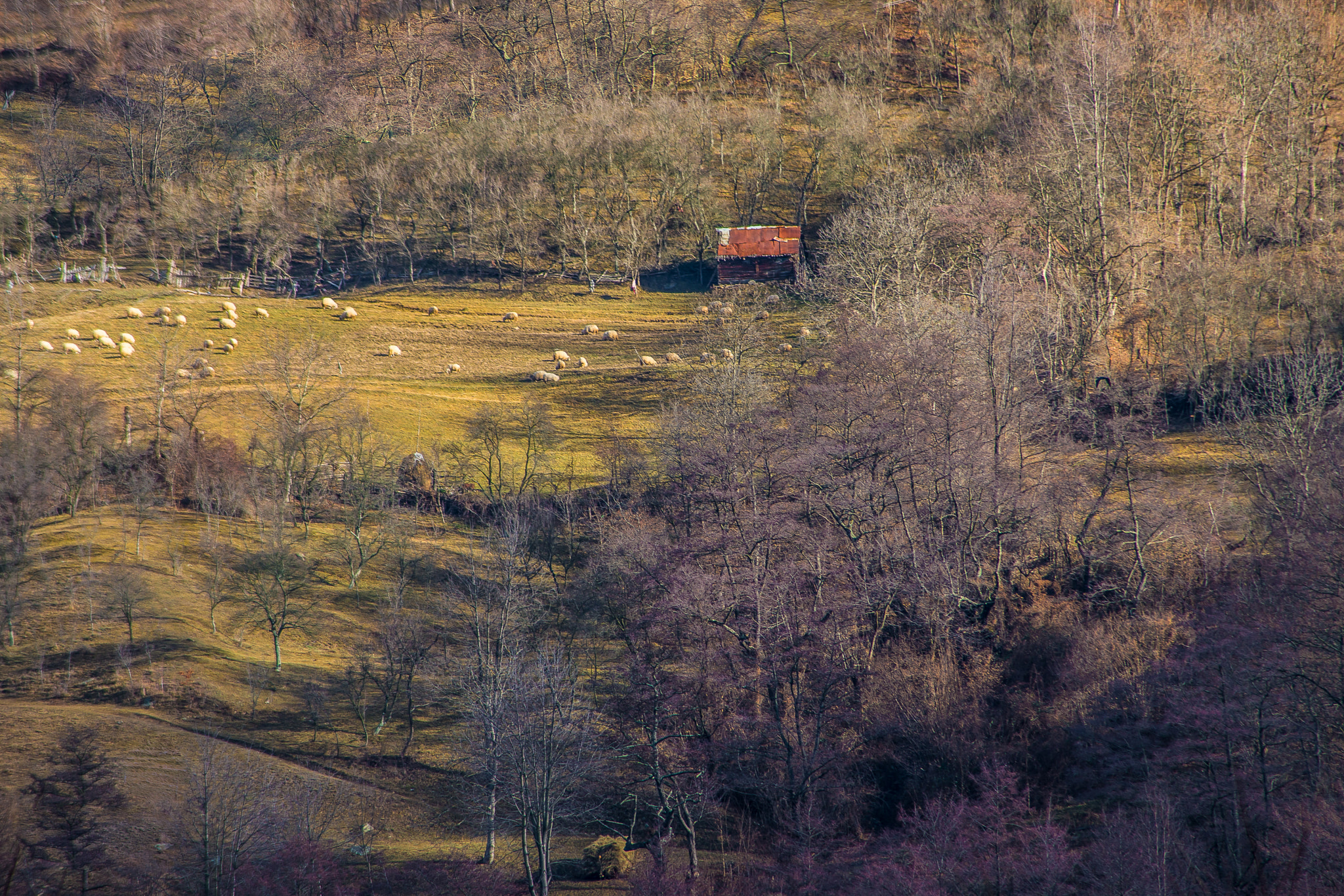 Nikon D610 + Sigma 50-150mm F2.8 EX APO DC HSM II + 1.4x sample photo. Olt valley - romania photography