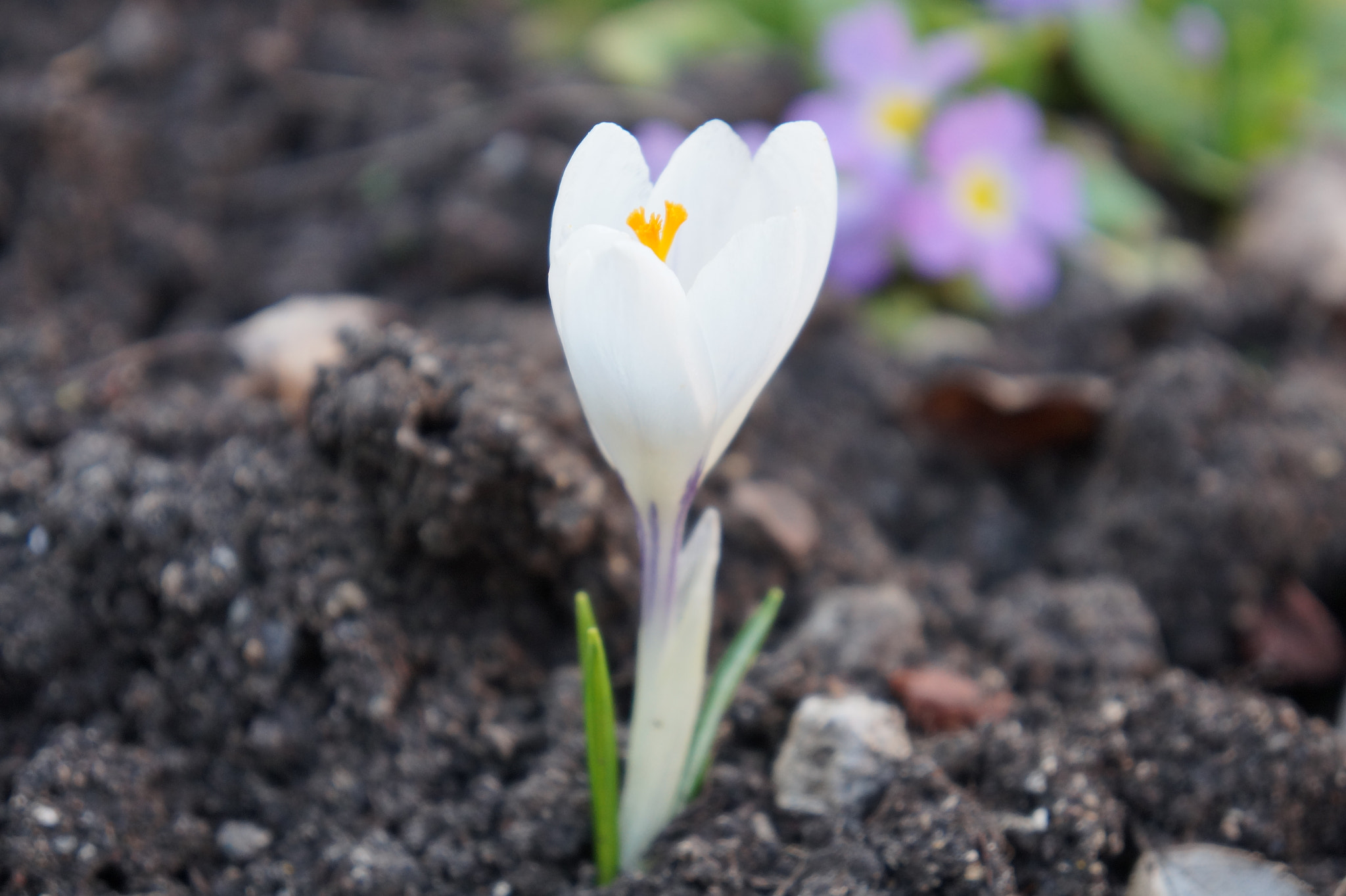 Sony FE 28-70mm F3.5-5.6 OSS sample photo. I love spring photography