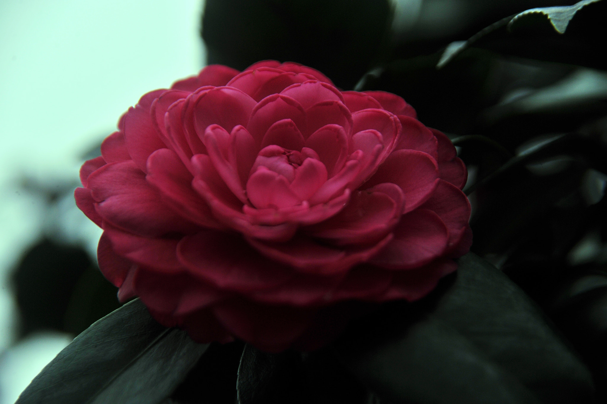 Nikon D3S sample photo. ...香港花卉展覽 2016 (15)... photography
