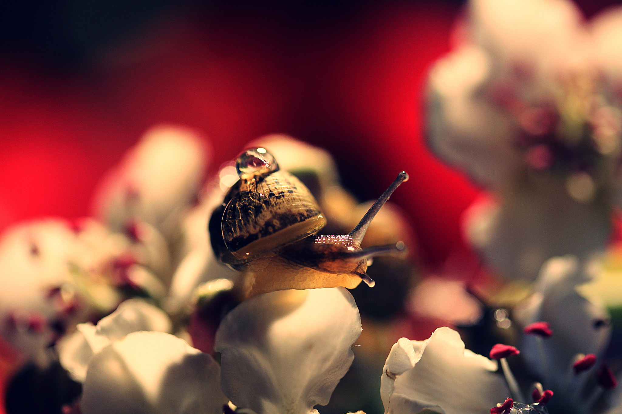 Canon EF-S 60mm F2.8 Macro USM sample photo. Slipping on flowers photography