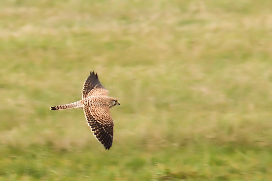 Canon EF 300mm F4L IS USM sample photo. Turmfalke im flug photography