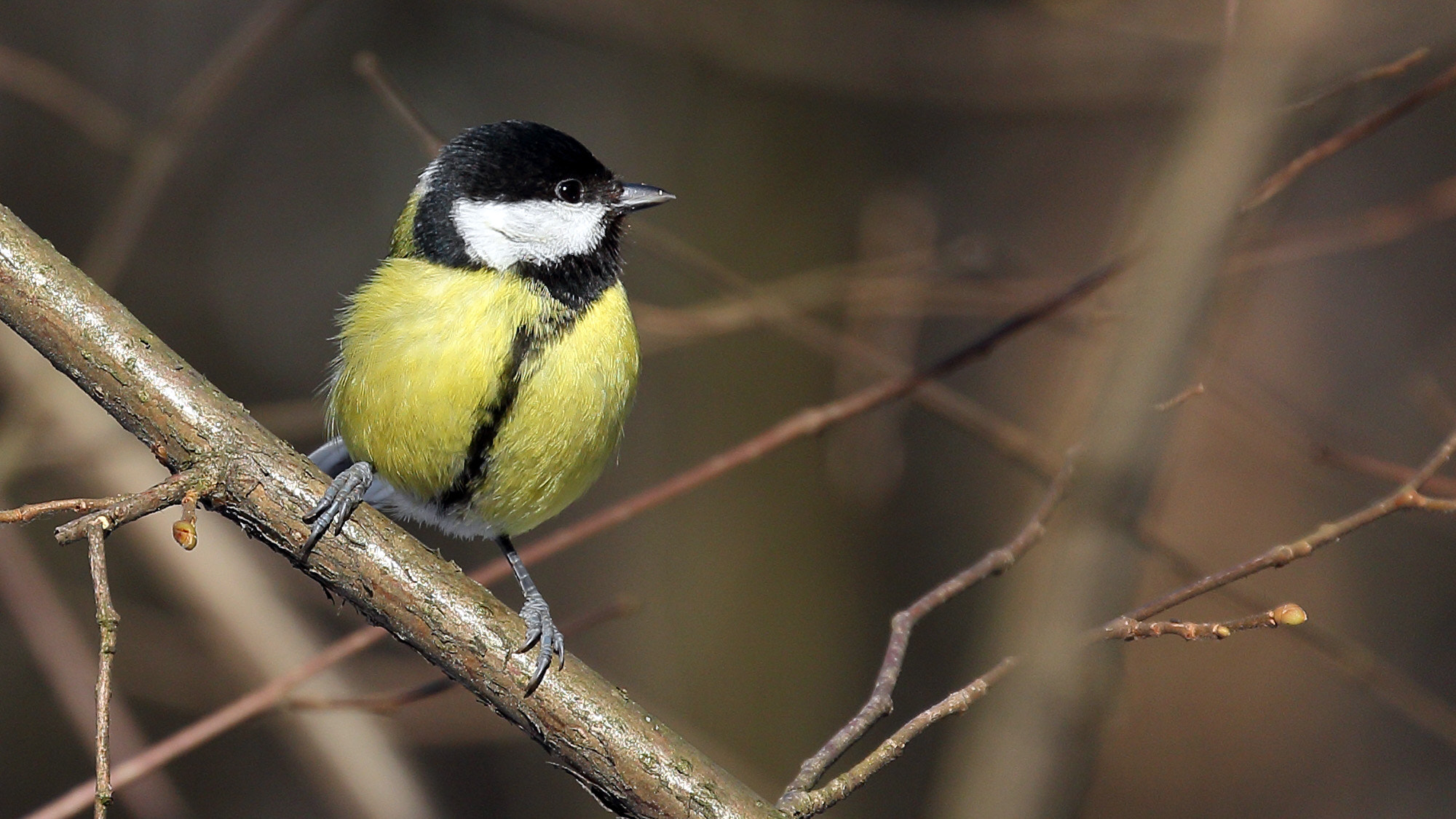 Canon EF 70-300mm F4-5.6L IS USM sample photo. Parus major photography