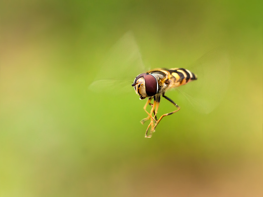 Canon EOS 40D + Canon EF 100mm F2.8L Macro IS USM sample photo. Syrphidae photography
