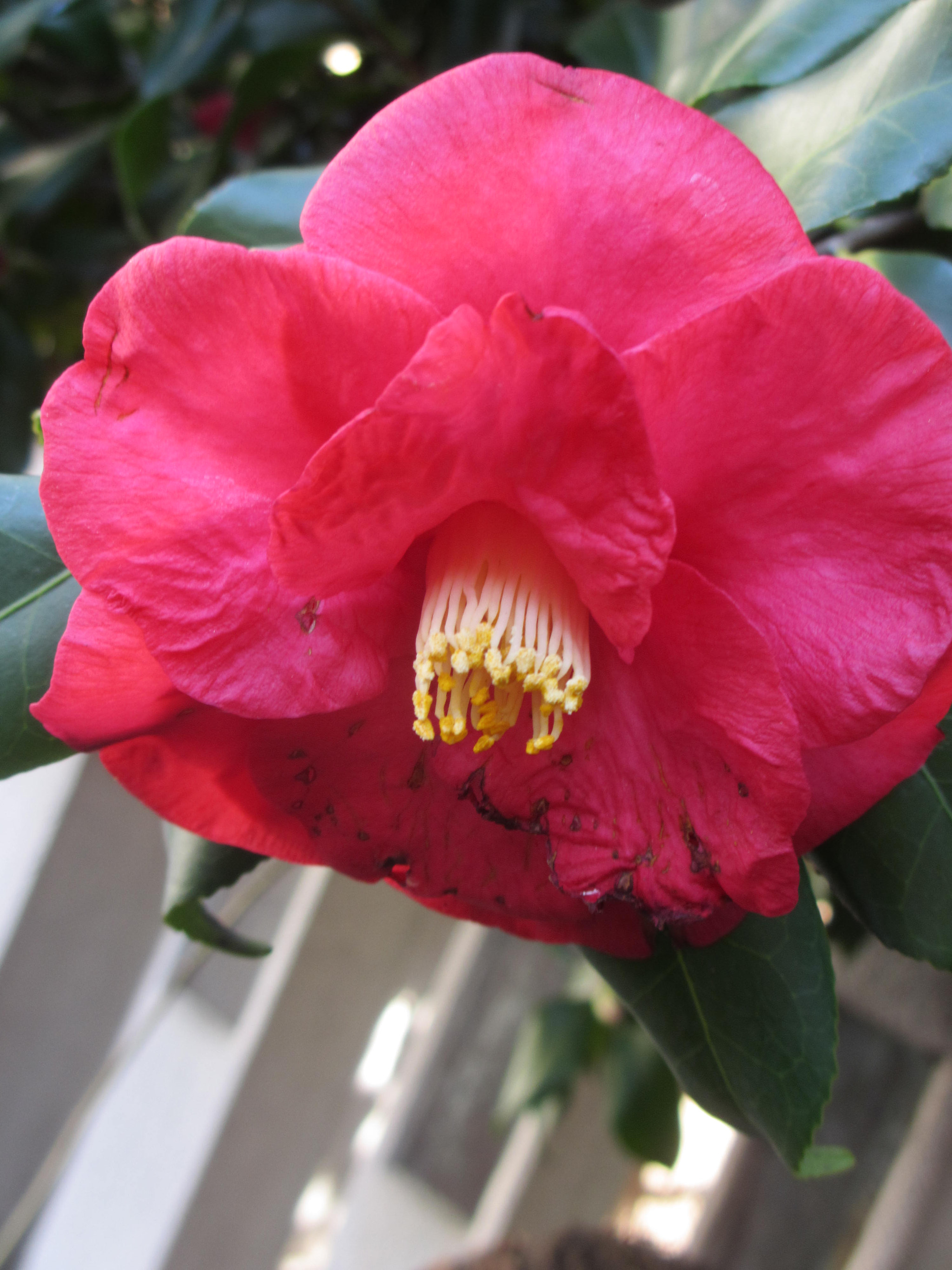 Canon PowerShot ELPH 310 HS (IXUS 230 HS / IXY 600F) sample photo. Withering camellia photography