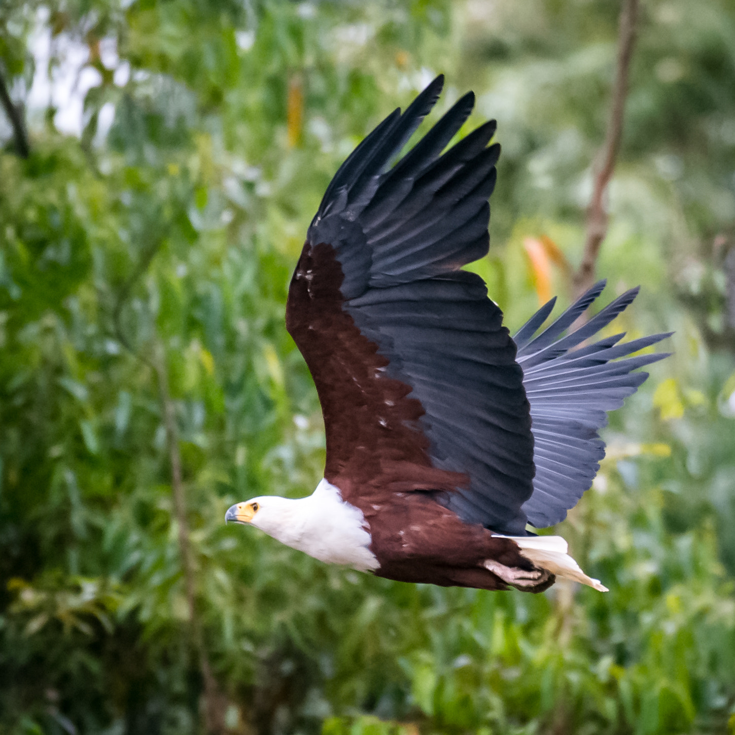 Nikon D4 sample photo. African fish eagle flight photography