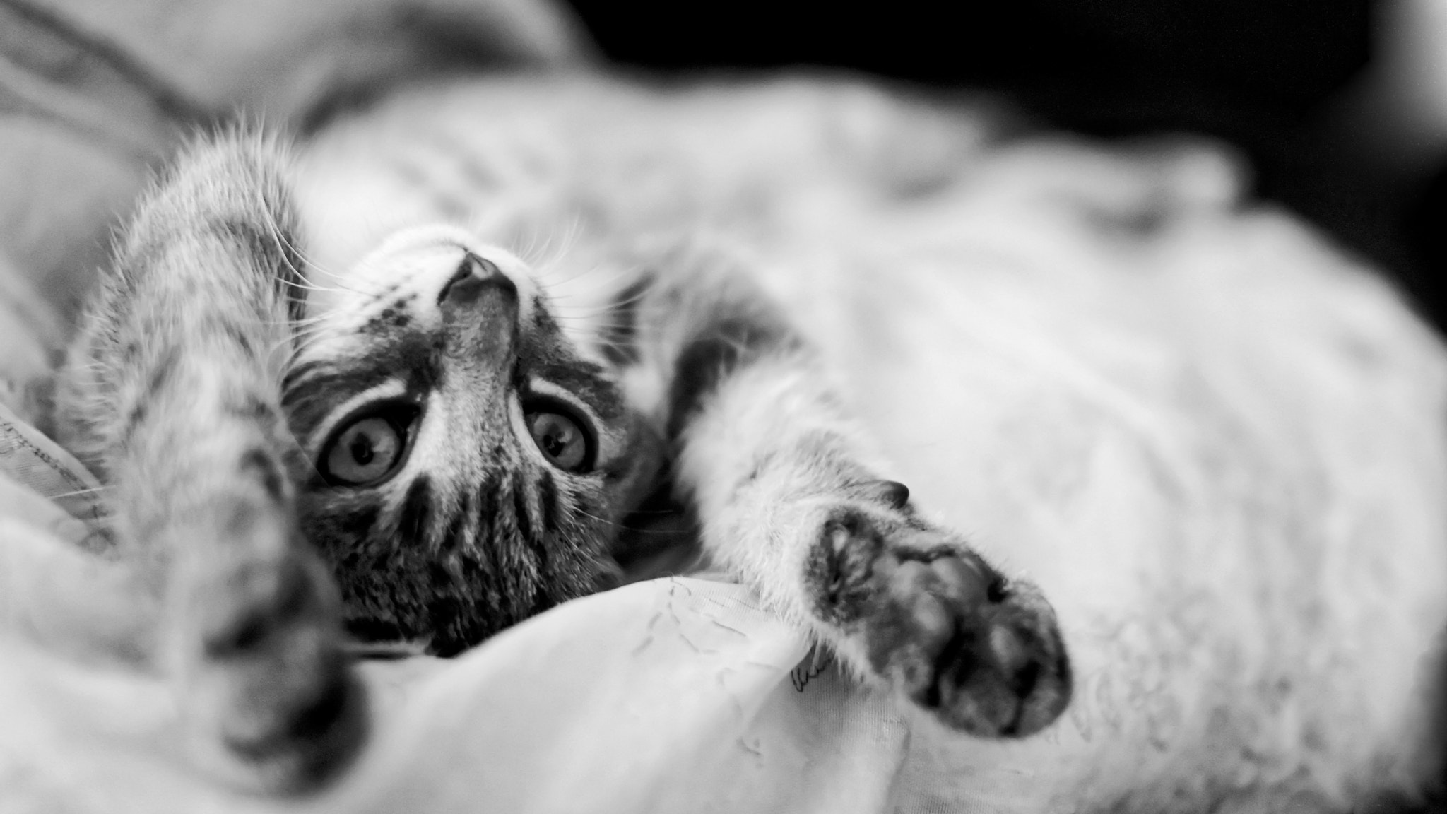 Sigma 30mm F1.4 EX DC HSM sample photo. Berlioz photography