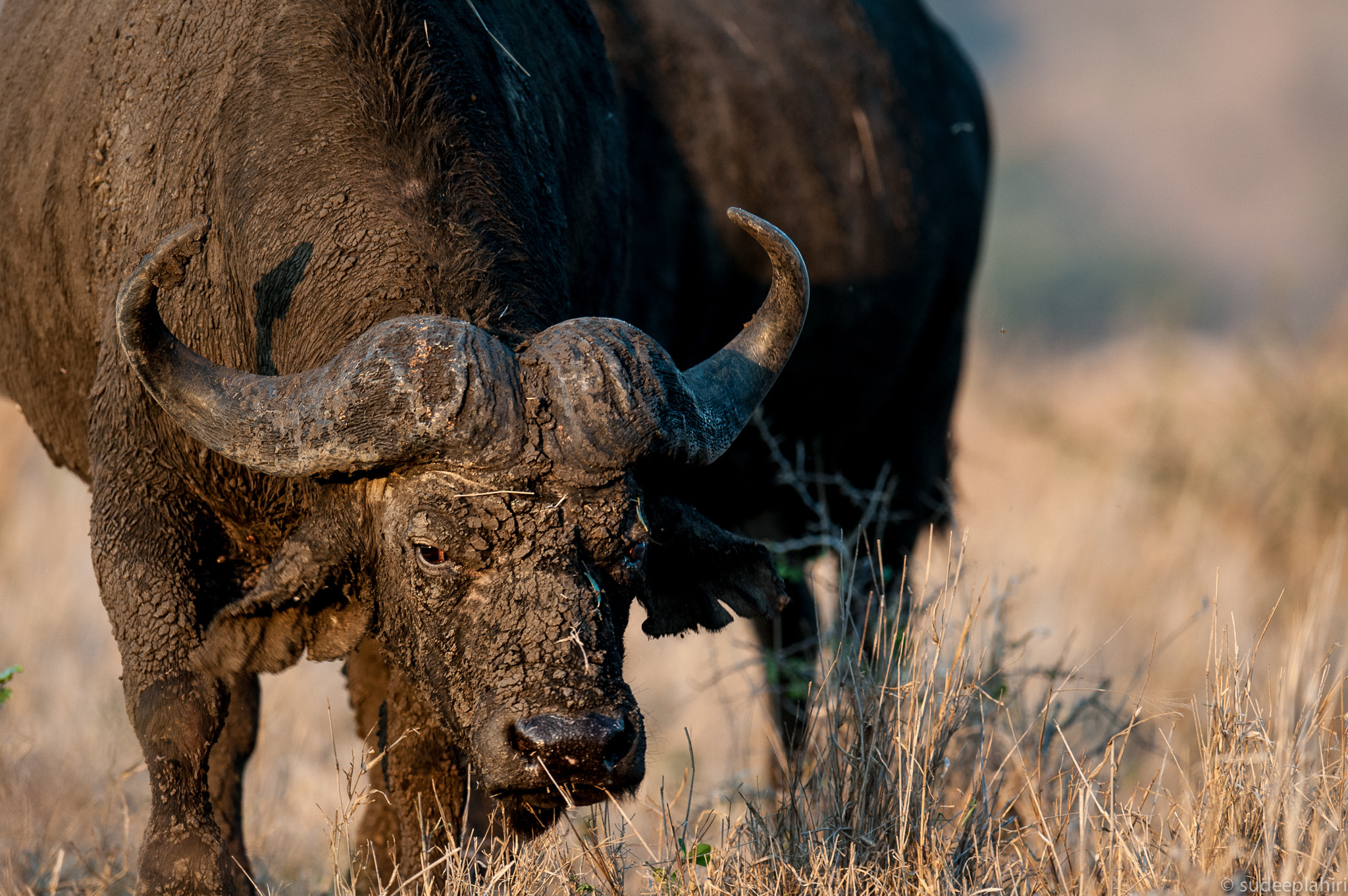 Nikon AF-S Nikkor 400mm F2.8G ED VR II sample photo. The blood shot glare! photography