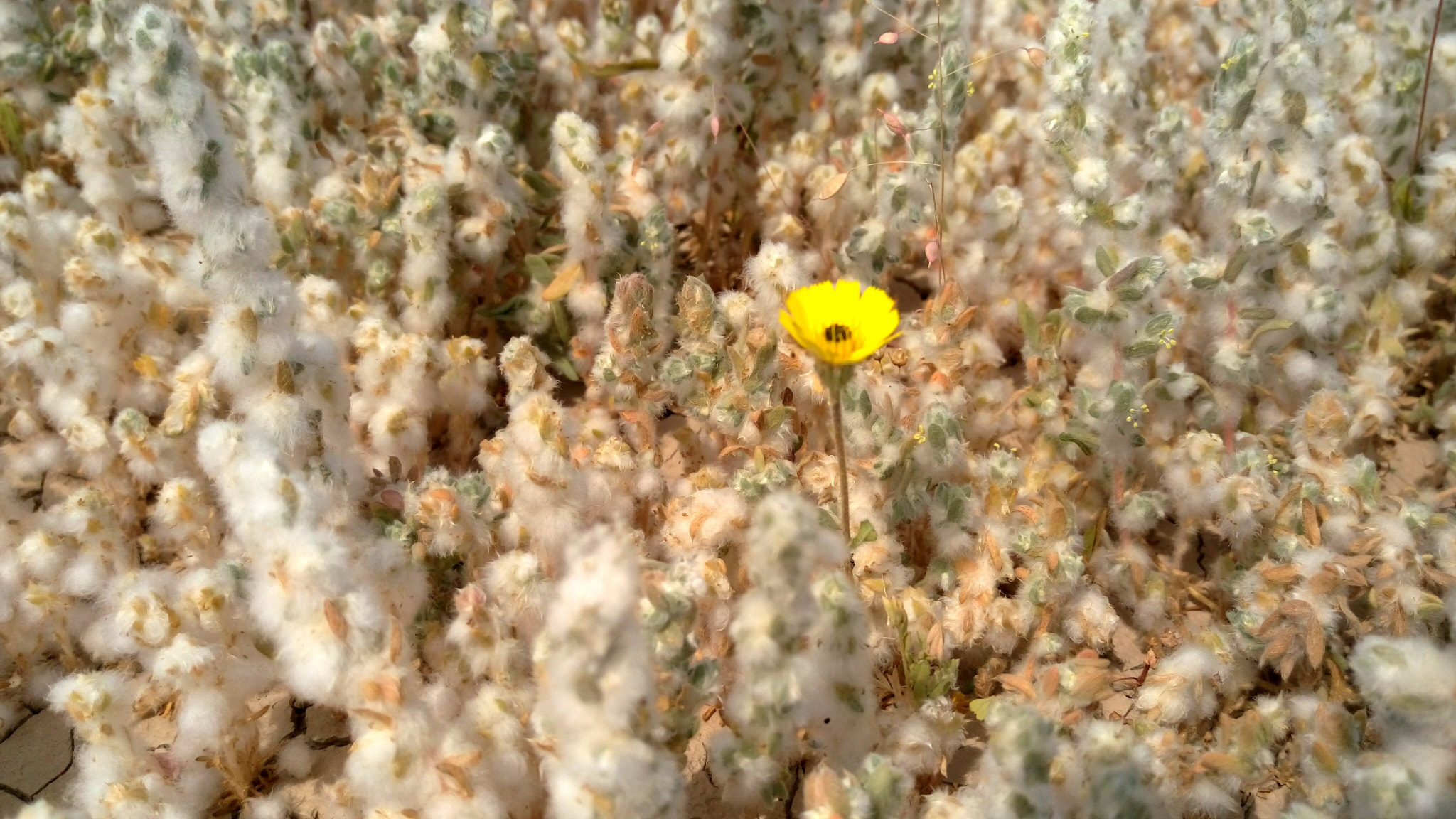 HTC ONE M9PLUS sample photo. Flower photography