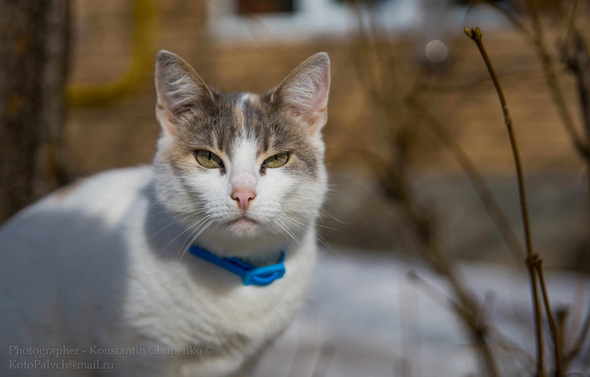 Sony a99 II + 24-70mm F2.8 sample photo. Bk photography