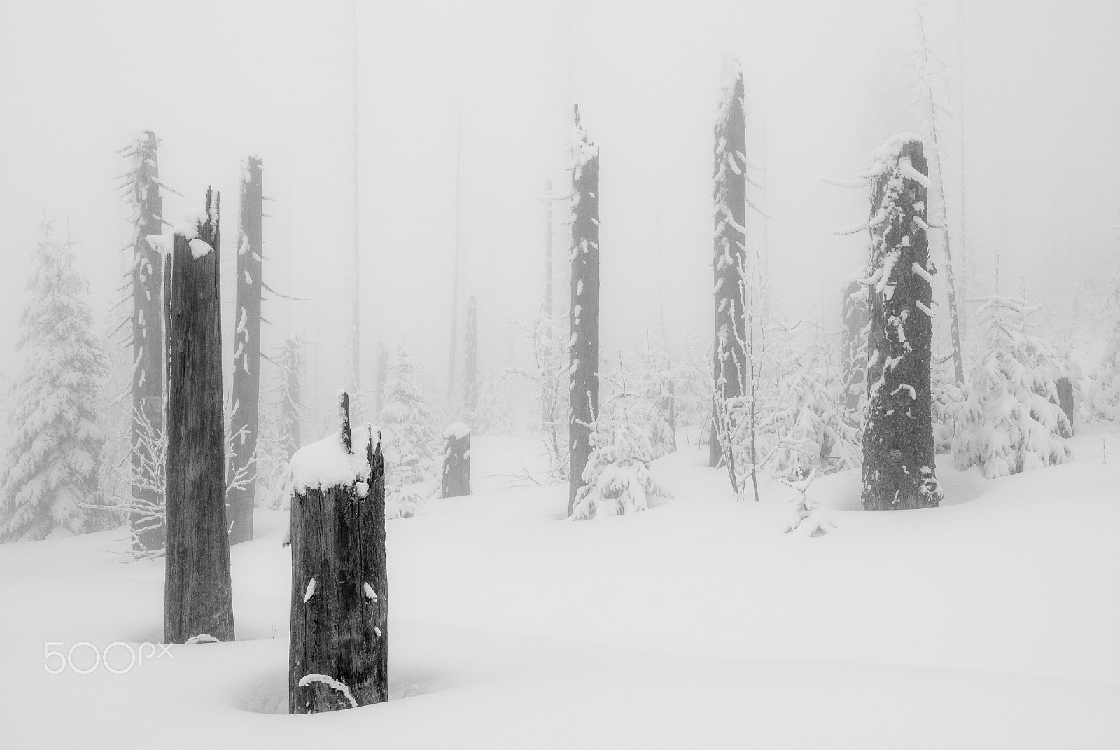 Olympus Zuiko Digital ED 9-18mm F4.0-5.6 sample photo. The saddest of all stumps photography