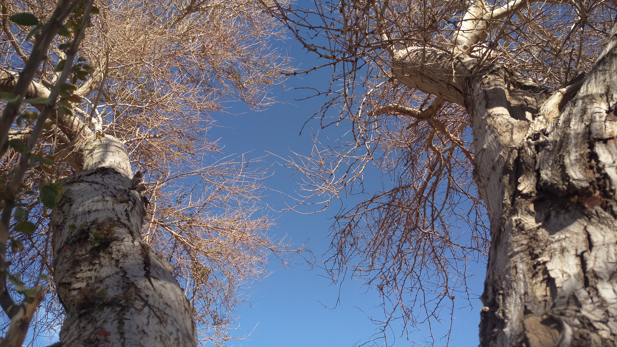HTC ONE M9PLUS sample photo. Trees photography