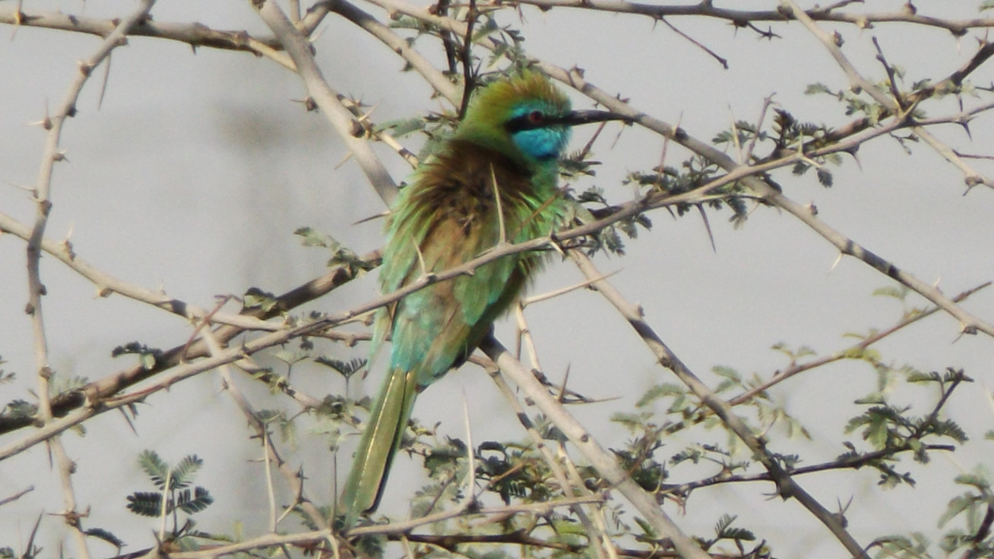 Fujifilm FinePix S4700 sample photo. Bird photography