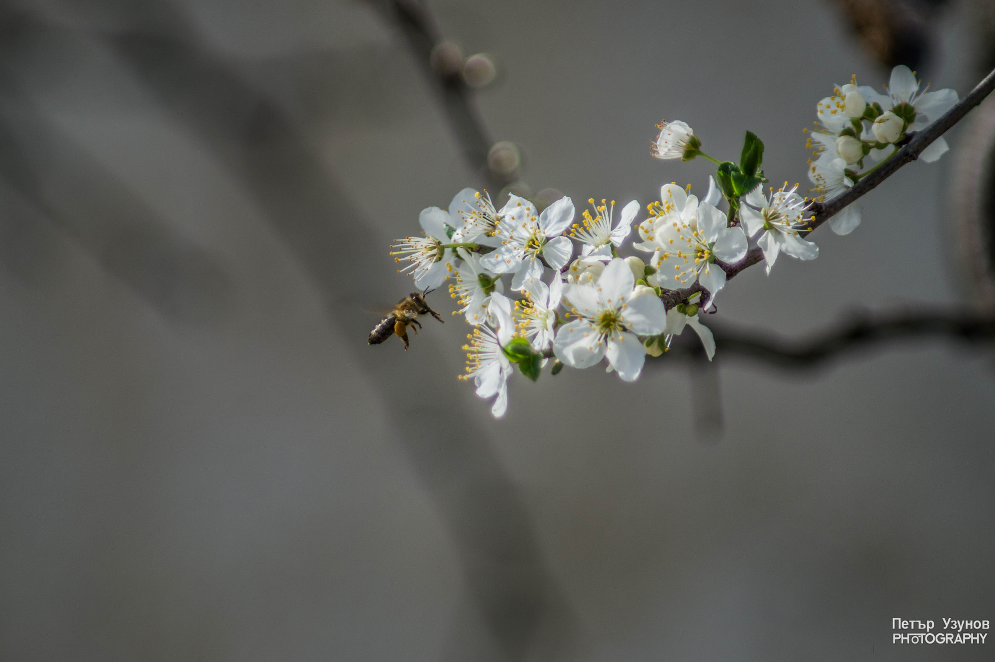 Minolta AF 80-200mm F4.5-5.6 sample photo. The flight of the bee photography