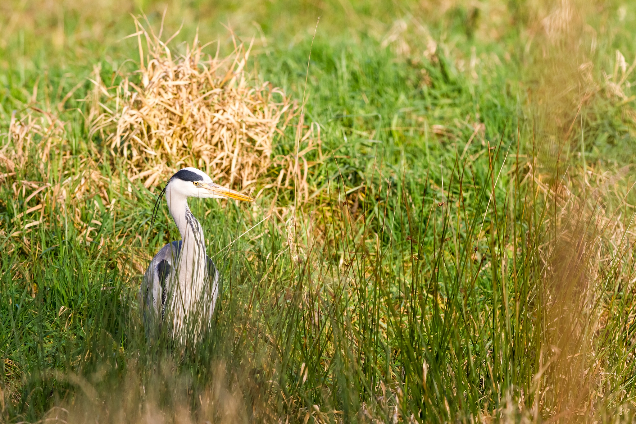 Canon EOS 7D + Canon EF 400mm f/2.8L sample photo. An heron in the field photography