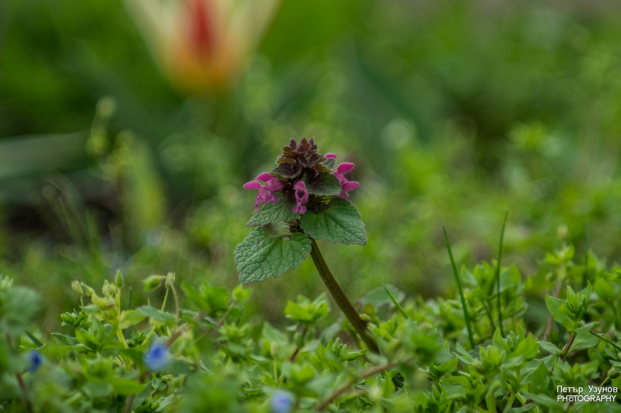 Minolta AF 80-200mm F4.5-5.6 sample photo. Speedwell photography