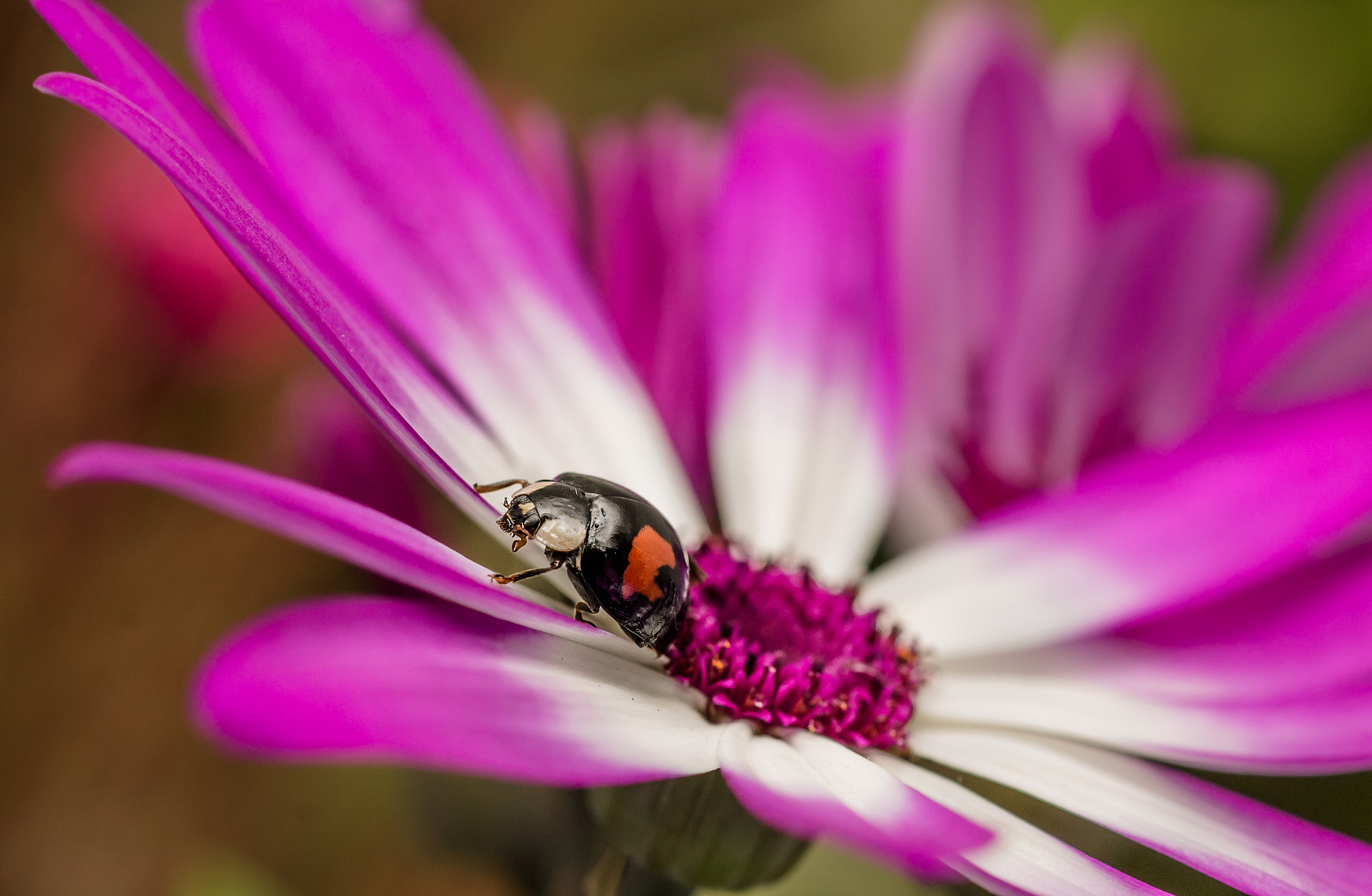 Canon EOS 1100D (EOS Rebel T3 / EOS Kiss X50) + Tamron SP AF 90mm F2.8 Di Macro sample photo. Harlequin ladybird photography