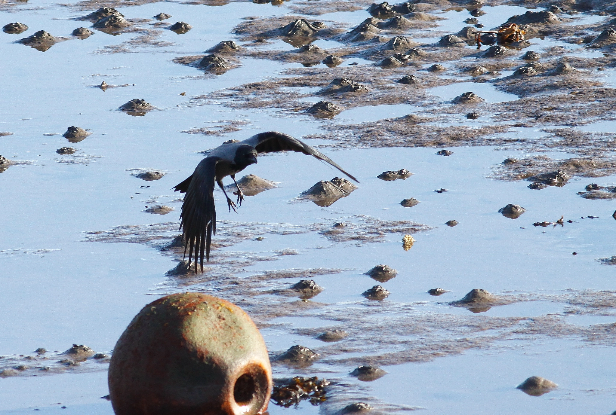 Canon EOS 50D + Canon EF 300mm F4L IS USM sample photo. Crow photography