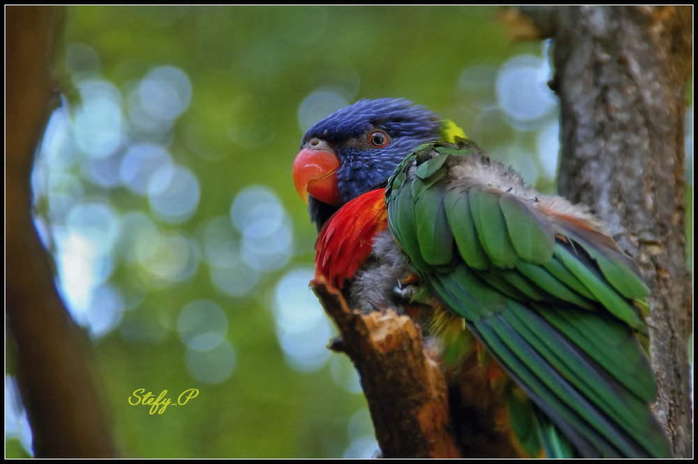 Pentax K100D Super sample photo. Rainbow lorikeet photography