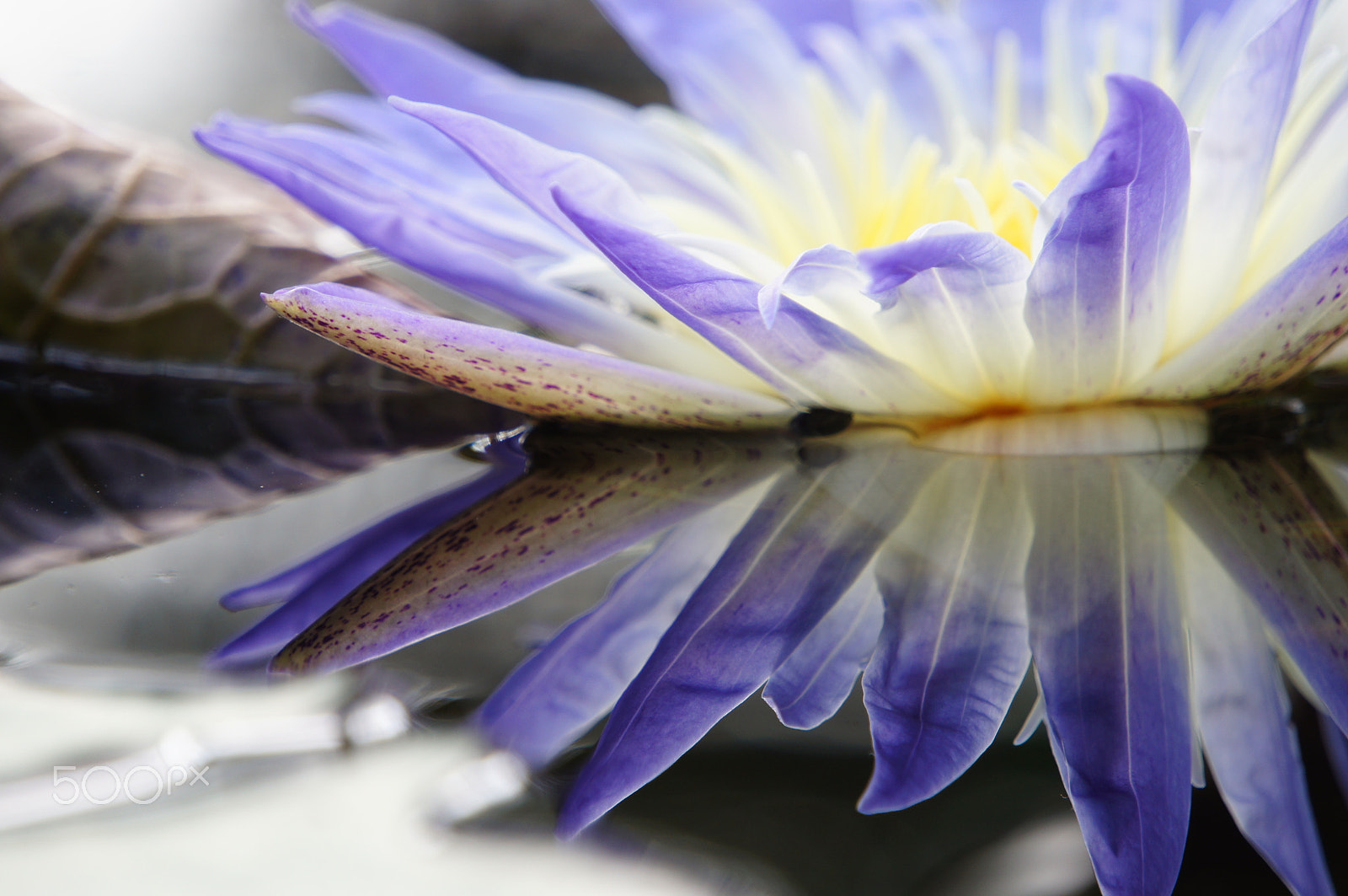 Sony Alpha NEX-C3 sample photo. Transparent photography