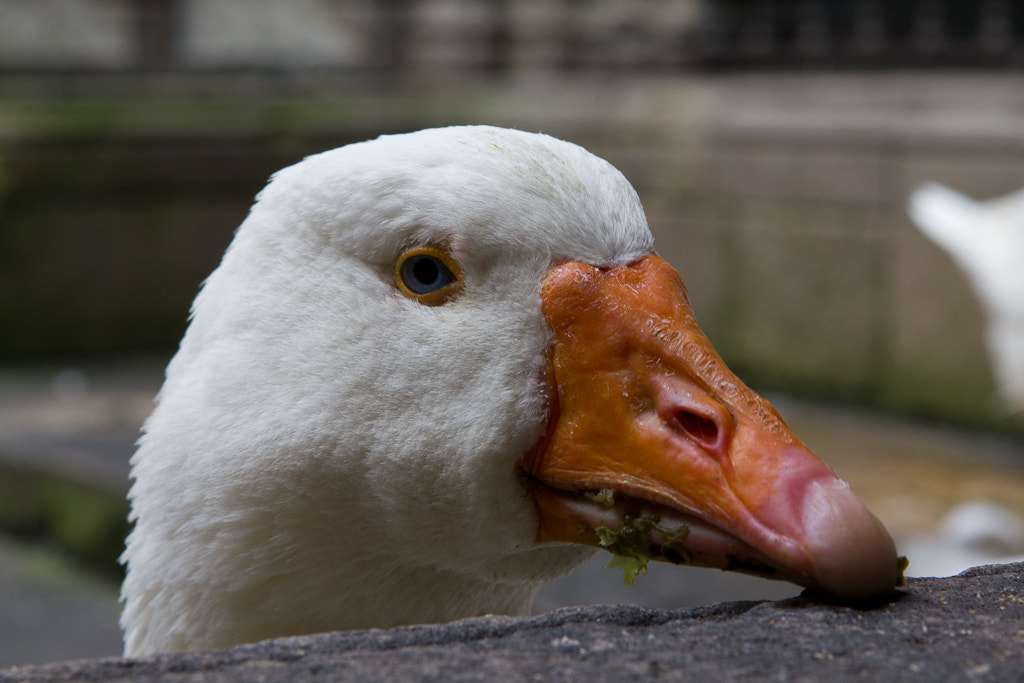Canon EOS 550D (EOS Rebel T2i / EOS Kiss X4) + Canon EF 24-70mm F2.8L USM sample photo. Goose in barcelona photography