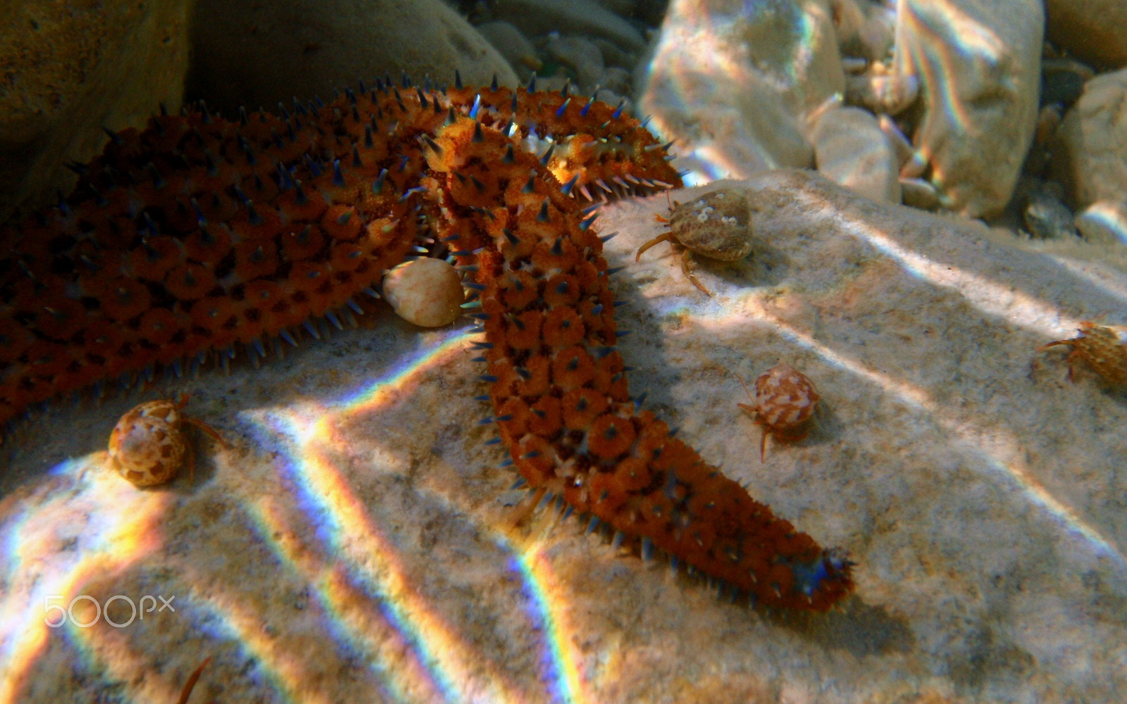 Olympus u1030SW,S1030SW sample photo. Starfish photography